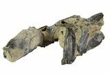 Bargain, Partial Fossil Mud Lobster (Thalassina) - Australia #97664-2